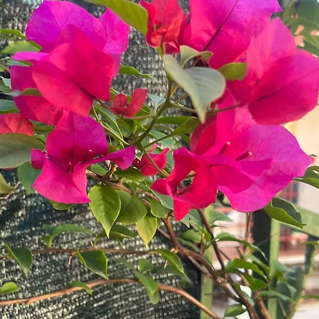 شقة Il Giardino براتو